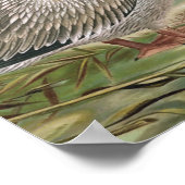 白ペリ素晴らしカンヴィンテージバードイラストレーション ポスター (角)