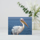 白ペリ素晴らしカン ポストカード (スタンド正面)