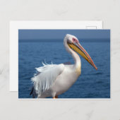 白ペリ素晴らしカン ポストカード (正面/裏面)