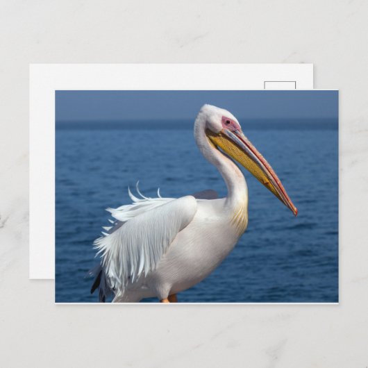 白ペリ素晴らしカン ポストカード (正面/裏面)