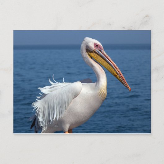 白ペリ素晴らしカン ポストカード (正面)