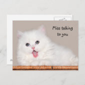 白ペルシャ恋しく思猫 ポストカード (正面/裏面)