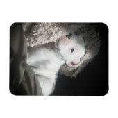 白ボクサーの子犬マグネット マグネット (横)