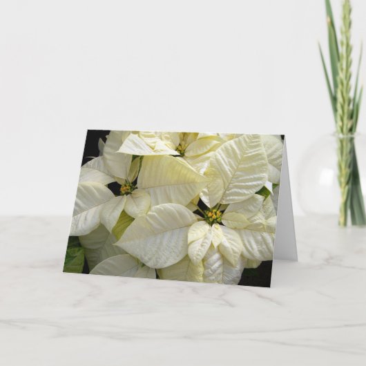 白ポインセチア シーズンカード (正面)