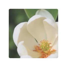 白マグノリア花開花- メタルプリント