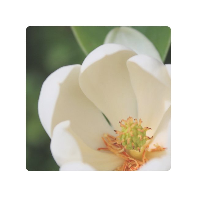 白マグノリア花開花- メタルプリント (正面)