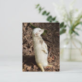 白メルカート立ちポストカード ポストカード (スタンド正面)