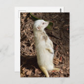 白メルカート立ちポストカード ポストカード (正面/裏面)