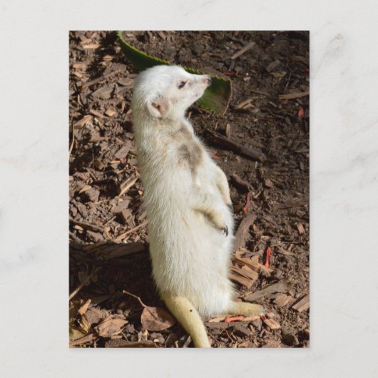 白メルカート立ちポストカード ポストカード (正面)