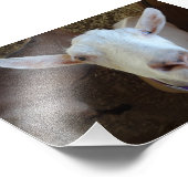 白ヤギ フォトプリント            (角)