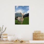 白ヤギ ポスター (キッチン)
