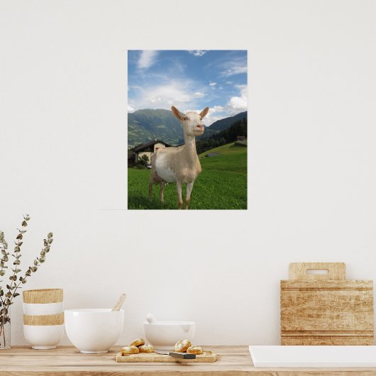 白ヤギ ポスター (キッチン)