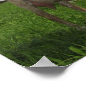 白ヤギ ポスター (角)