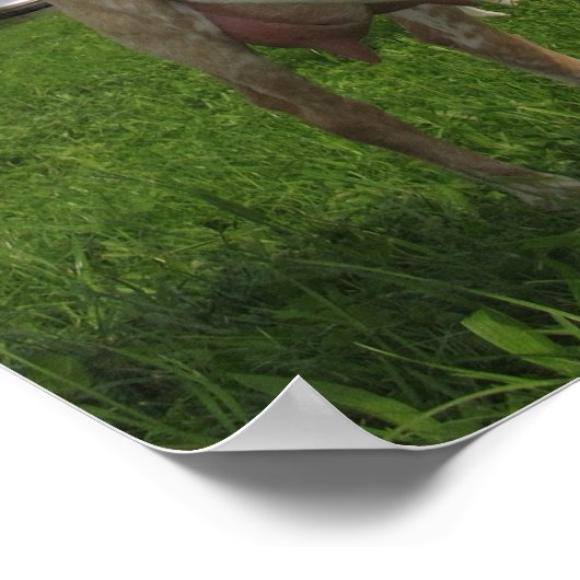 白ヤギ ポスター (角)