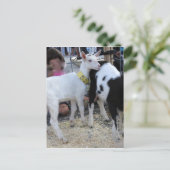 白ヤギ ポストカード (スタンド正面)