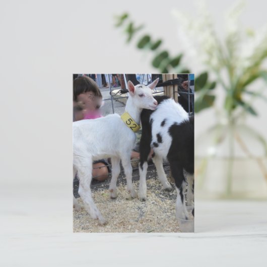 白ヤギ ポストカード (スタンド正面)