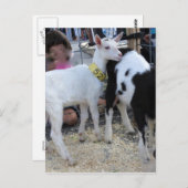 白ヤギ ポストカード (正面/裏面)