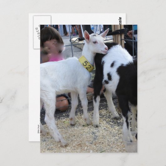 白ヤギ ポストカード (正面/裏面)