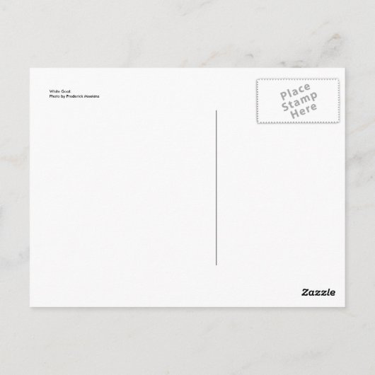 白ヤギ ポストカード (裏面)