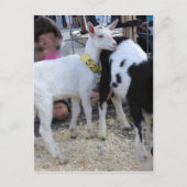 白ヤギ ポストカード (正面)