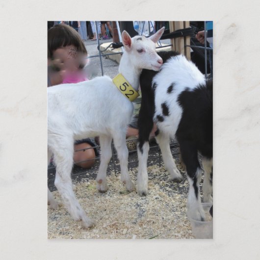 白ヤギ ポストカード (正面)