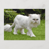 白ユーモアのあるいペルシャ猫 ポストカード (正面)