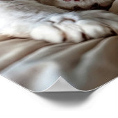 白ラグドール猫ポスター ポスター (角)