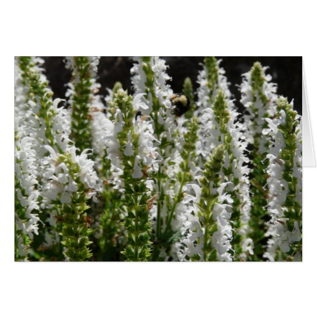 白ラベンダーの花の畑 (正面横)