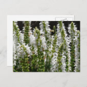 白ラベンダーの花の畑 ポストカード (正面/裏面)