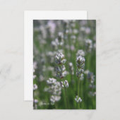 白ラベンダー ノートカード (正面/裏面)