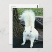 白リス ポストカード (正面/裏面)