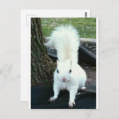 白リス ポストカード (正面/裏面)