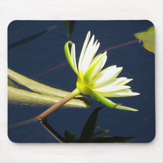 白ロータス《植物》スイレンマウスパッド マウスパッド (正面)