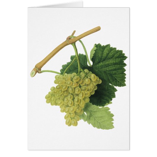 白ワイン葡萄のつる植物、ヴィンテージ食品フルーツ (正面)