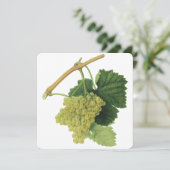 白ワイン葡萄のつる植物、ヴィンテージ食品フルーツ (スタンド正面)