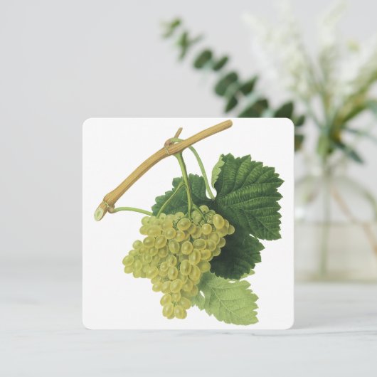 白ワイン葡萄のつる植物、ヴィンテージ食品フルーツ (スタンド正面)