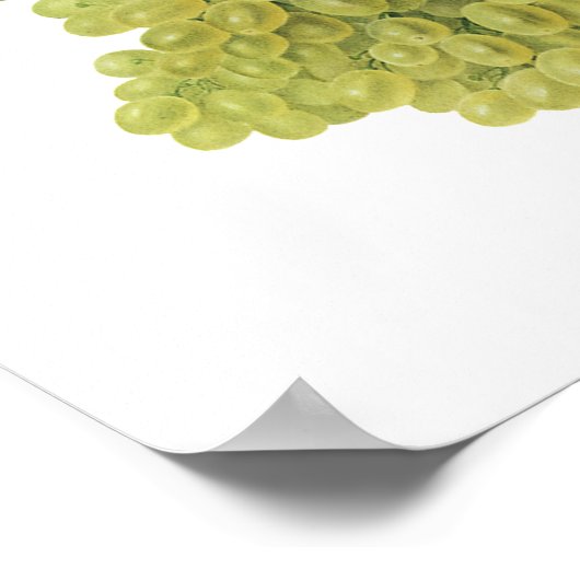 白ワイン葡萄のつる植物、ヴィンテージ食品フルーツ ポスター (角)