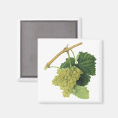 白ワイン葡萄のつる植物、ヴィンテージ食品フルーツ マグネット (正面/裏面)