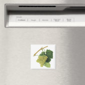 白ワイン葡萄のつる植物、ヴィンテージ食品フルーツ マグネット (インサイチュ (食洗機))