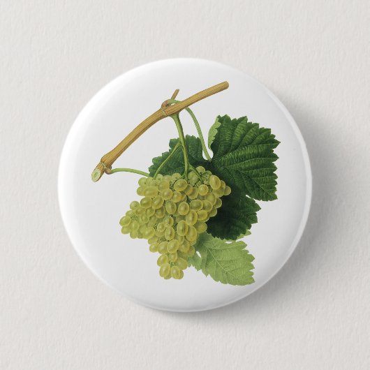 白ワイン葡萄のつる植物、ヴィンテージ食品フルーツ 缶バッジ (正面)