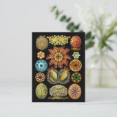 白亜目 ポストカード (スタンド正面)