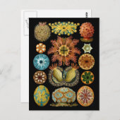 白亜目 ポストカード (正面/裏面)