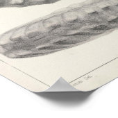 白亜紀 ポスター (角)