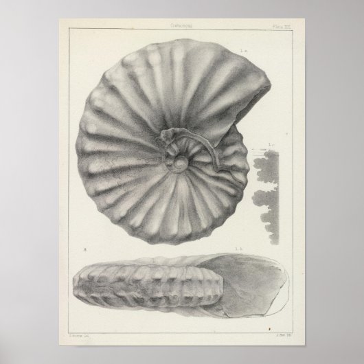 白亜紀 ポスター (正面)