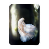 白人のシャム戦魚 マグネット (縦)