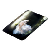 白人のシャム戦魚 マグネット (左側)