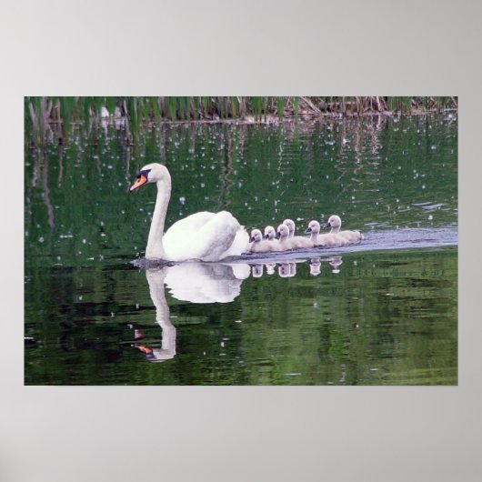 白人家族 ポスター (正面)