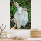 白兎 ポスター (キッチン)