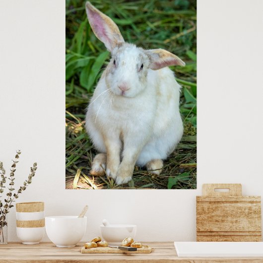 白兎 ポスター (キッチン)