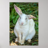 白兎 ポスター (正面)